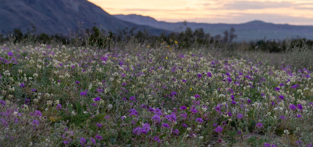 2026 Flower Bloom at Anza Borrego SP